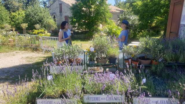 Visite guidée de la Ferme aux Lavandes
