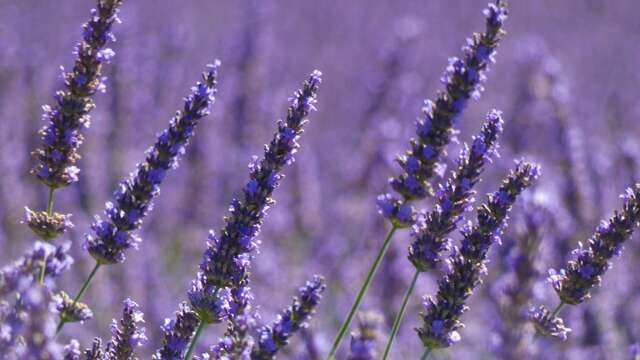 Enquête à la lavanderaie - Lavanderaie des Hautes Baronnies