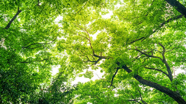 Bain de forêt & marche consciente