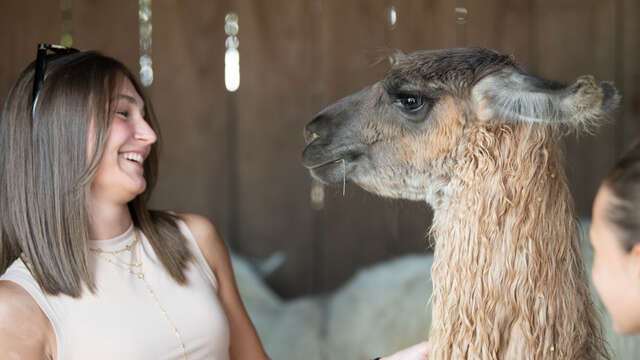 Rencontre VIP avec les lamas