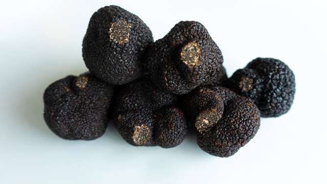 La Cigale et la Truffe