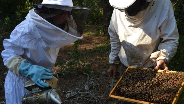 Visite guidée ou libre découverte du monde des abeilles, extraction.. par l'Abeille de Ré