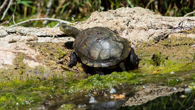 Balade naturaliste en canoë sur l'Argens