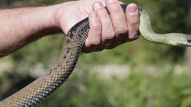 Sur la piste des serpents au Vigueirat