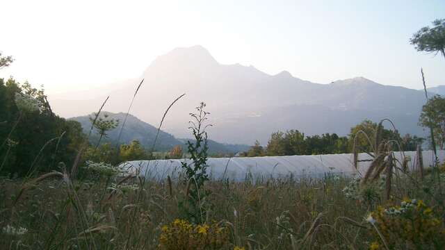 Spiruline de l'Essen'Ciel