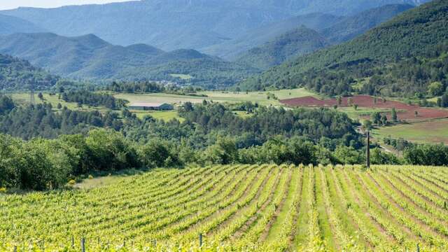 Terrios wine producer