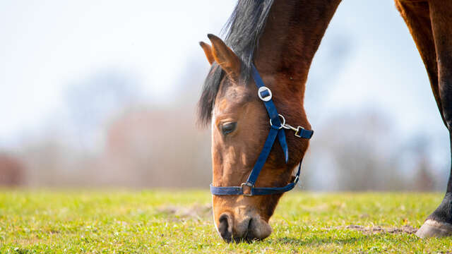Poney club de Montech