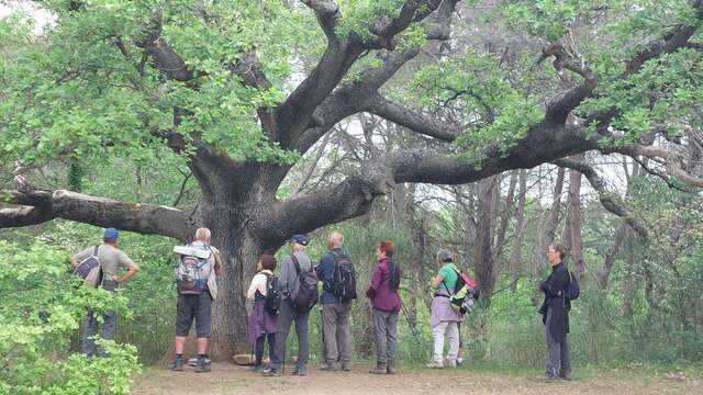 Le vallon de la Badarusse - Journée