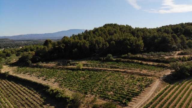 Domaine les Touchines - Cerise, raisin de table et huile d'olive