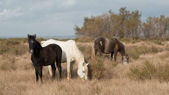 Arles and Etang de Vaccarès lake