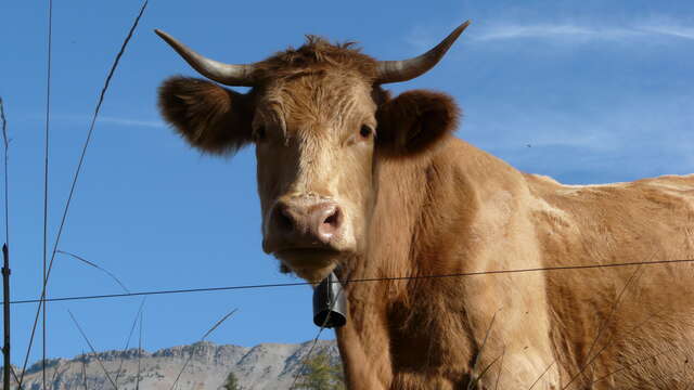 Alpine Pasture Festival