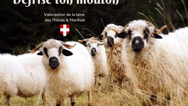 Journée thématique : Défrise ton mouton®