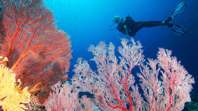 Scuba diving trip - Nouméa Islands Tours