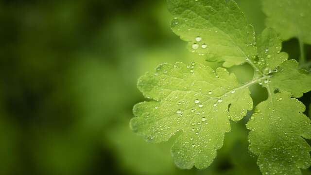 La nature dans tous les sens