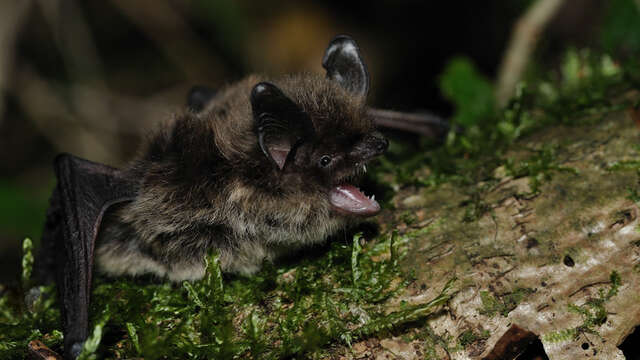 Nuit de la chauve-souris