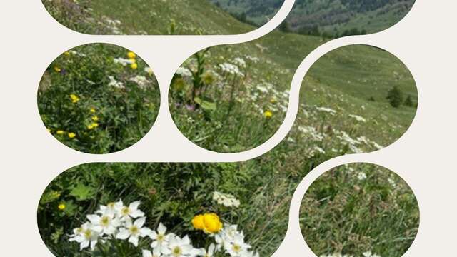 Sortie découverte des plantes de montagne