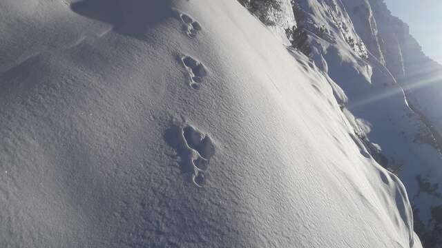 Sur la piste des animaux : traces et indices dans la neige
