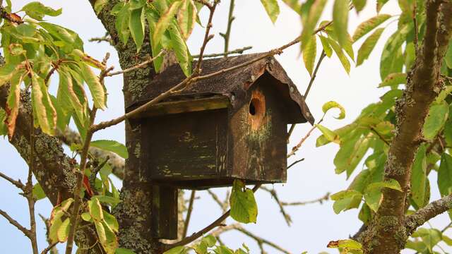 Natur-Animation: Bau von Nistkästen