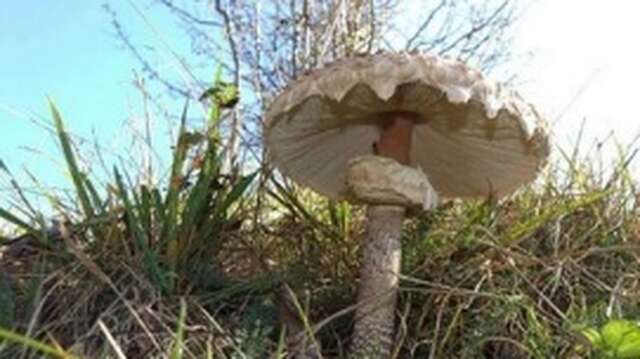 Si le Coeur vous en dit...atelier découverte et culture des champignons dans un jardin conservatoire