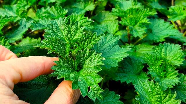 Balade gourmande : Plantes sauvages comestibles et médicinales