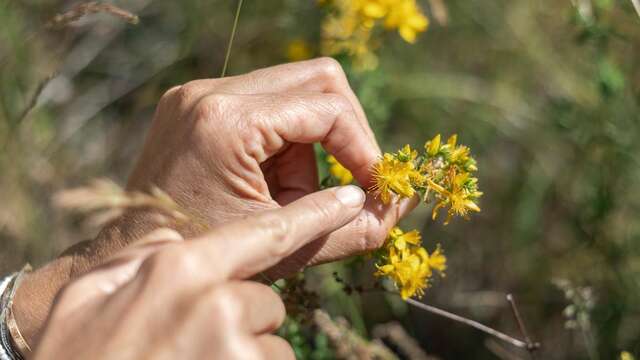 Balade et cueillette ! - Festival Confit !