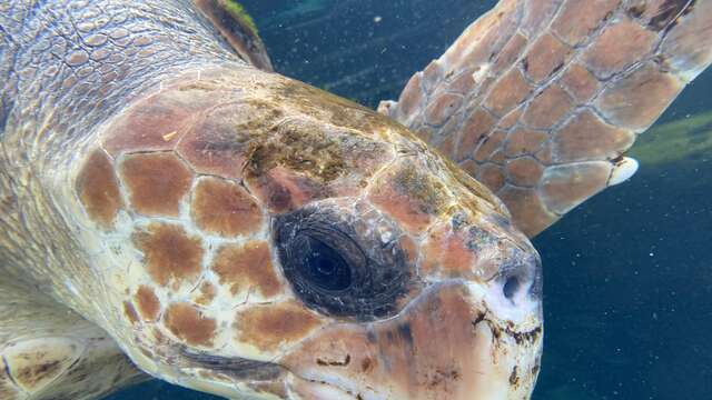 Conférence environnement : "Vivons comme une tortue : les tortues de mer Méditerranée "