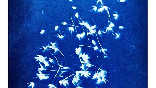 Atelier cyanotype