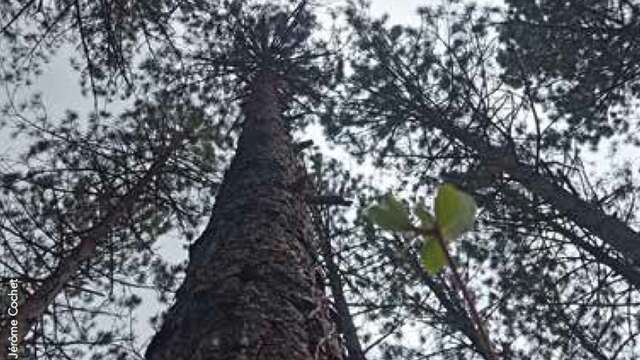 Feu la forêt