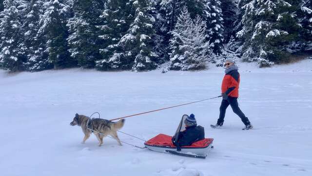 Cani-balade et Cani-pulka