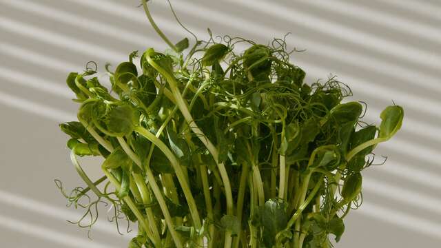 Atelier Altec (3-5 ans) - Découvre le pouvoir des graines