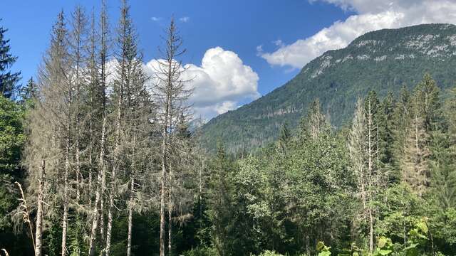 Conférence : L'arbre et les forestiers en péril face au changement climatique