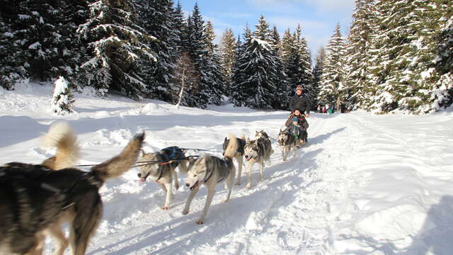 Chiens de traîneau