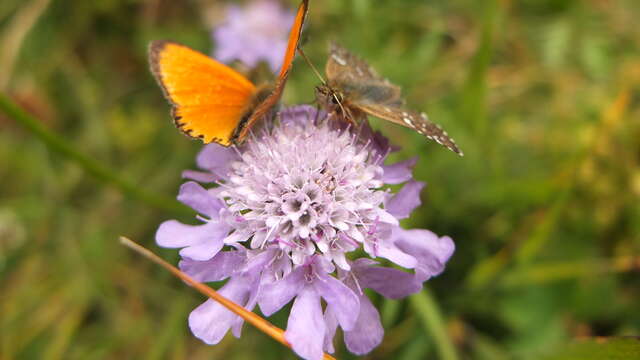 Au sens de nos pas - Clapiz Geneviève - Accompagnatrice en Montagne