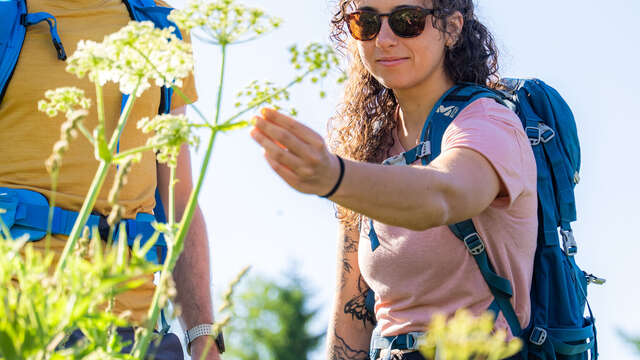 Atelier du végétal : les plantes sauvages médicinales