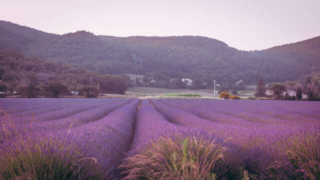Les routes de la lavande
