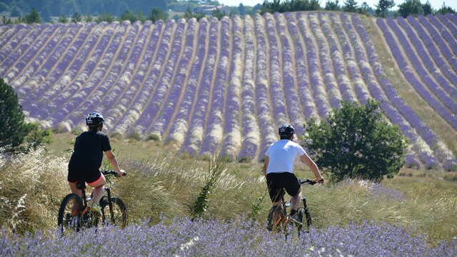 MTB n°8 - Terre de lavande