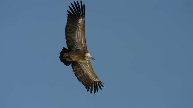 Découverte des vautours
