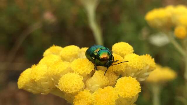 Children's activity "The little beasts of our gardens"