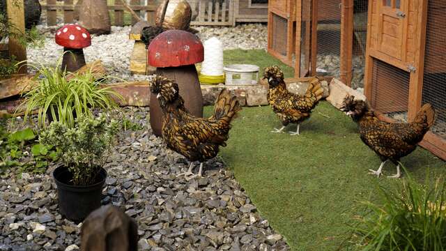Guided tour of the mini farm