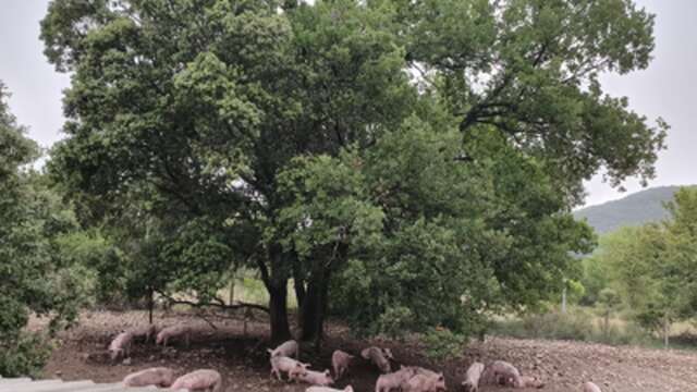 La Charcuterie du Château