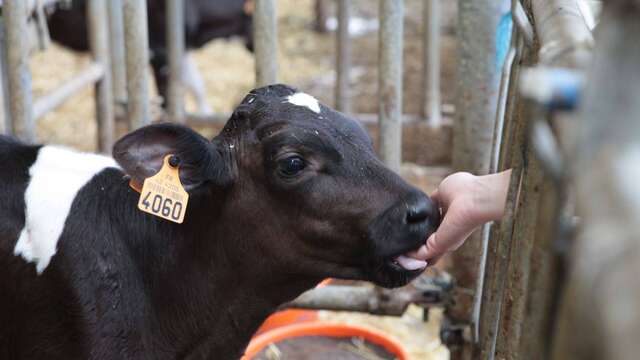 Animation - Challenge fermier