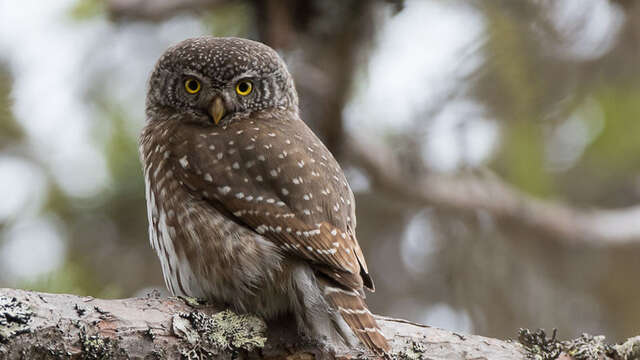 Balade nocturne - Chouette soirée dans les bois