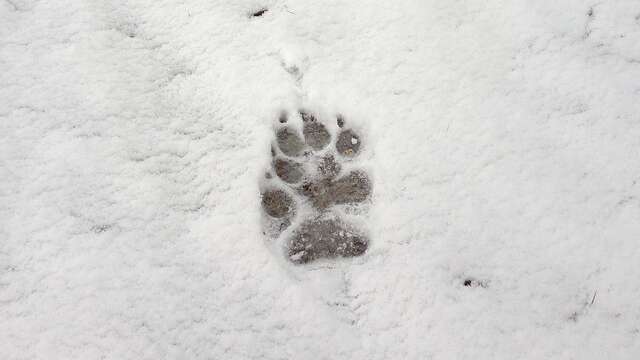 In de voetsporen van dieren...