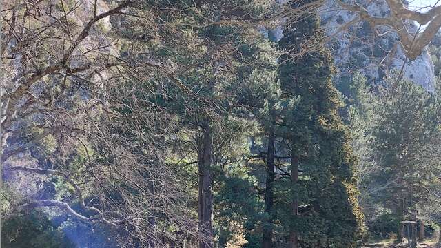 Bain de forêt expérience sensorielle de retour à Soi  -  Envie d'être soi