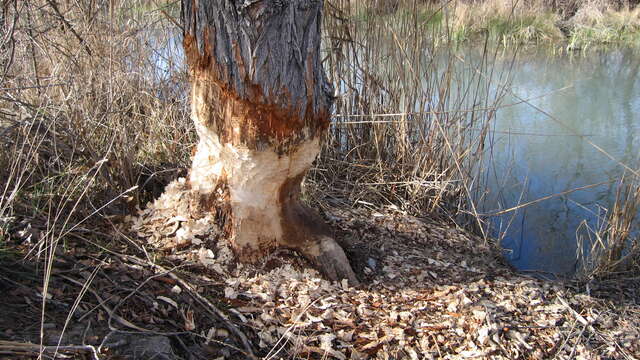 Balade nature : le castor