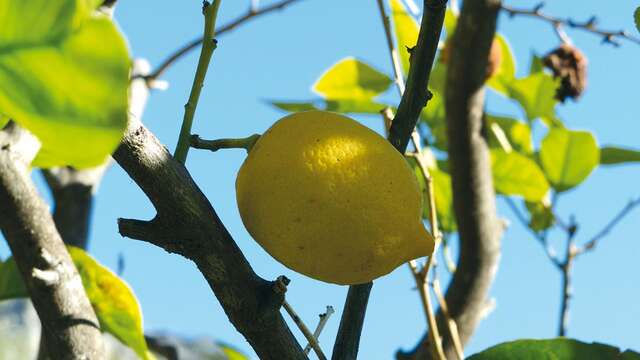 92ème Fête du Citron® - Excursion à l'Agrumeraie le Domaine des 4 Vents