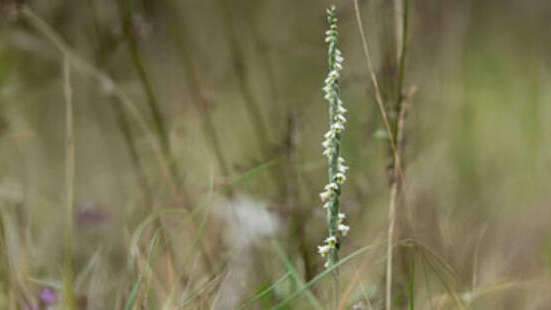 Suivis scientifiques participatifs - Spiranthes