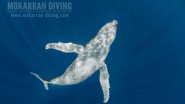 Mokarran Diving - Sortie Baleines