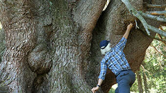 La puissance de l'arbre