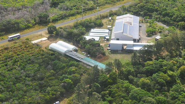 Distillerie de santal de Takone